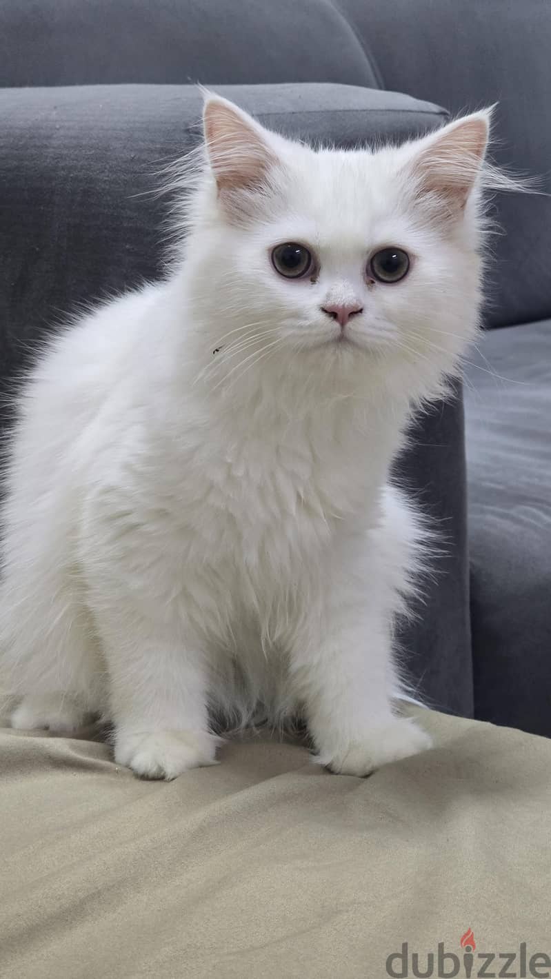Persian Cat 5
