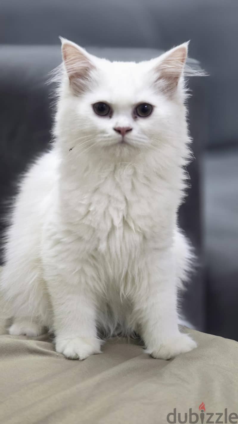 Persian Cat 6