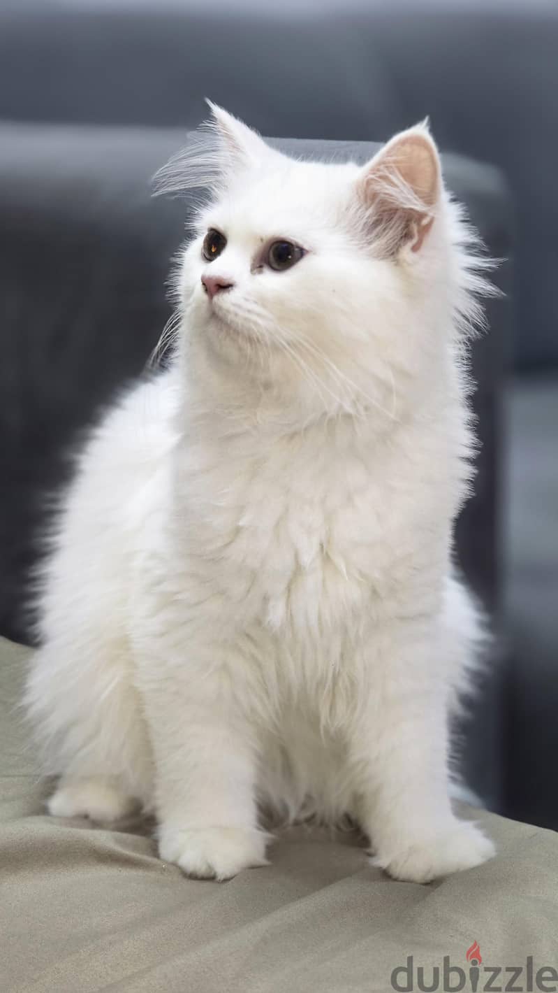 Persian Cat 7