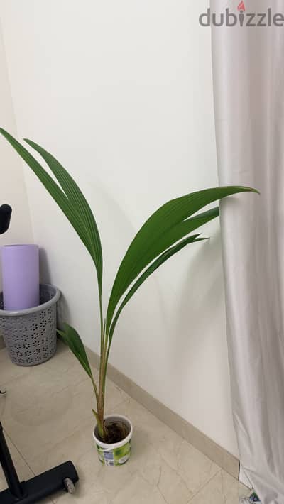 Coconut tree
