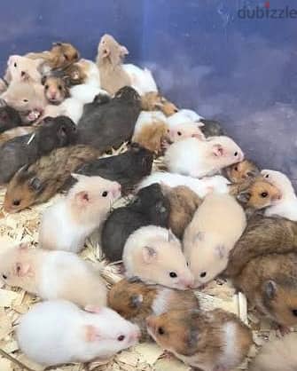 Hamsters for sale 1