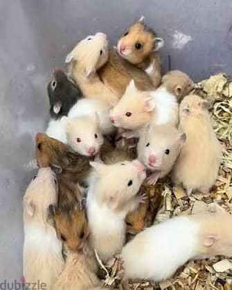 Hamsters for sale 2