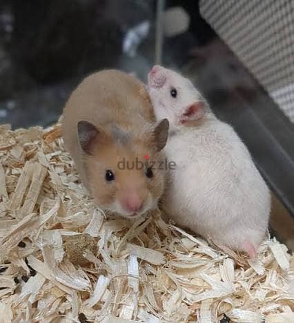 Hamsters for sale 3