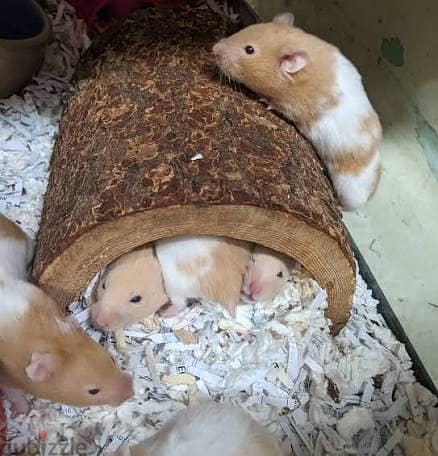 For Sale : Hamster / 4 OMR 2