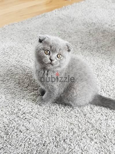 Scottish fold kittens for sale
