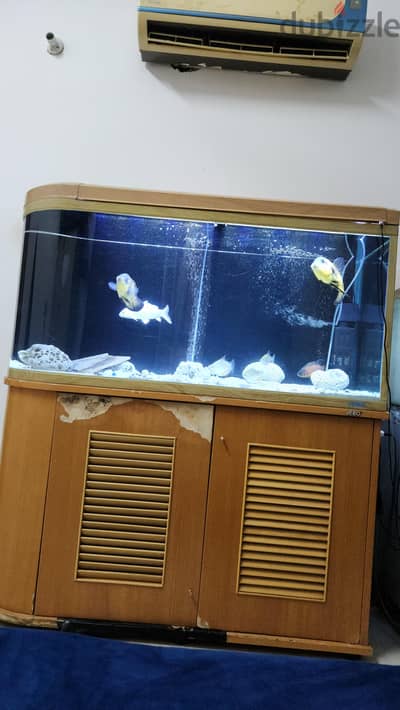 Fish with tank
