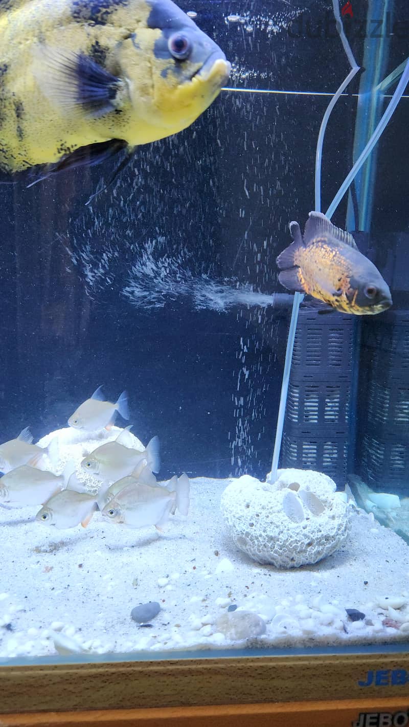 Fish with tank 1