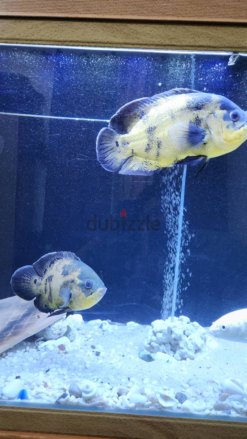 Fish with tank 2