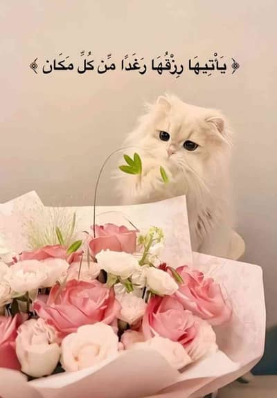 اشواق