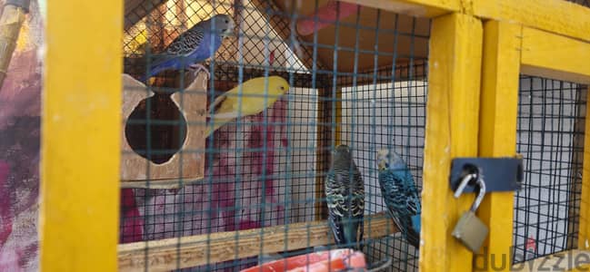 4 Birds with cage