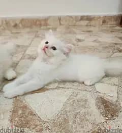 قط شيرازي للحجز 1