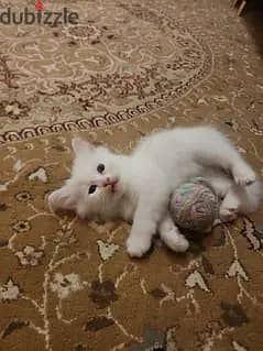 قط شيرازي للحجز