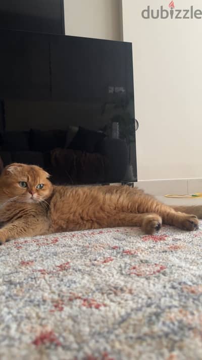 scottish fold from russia n12