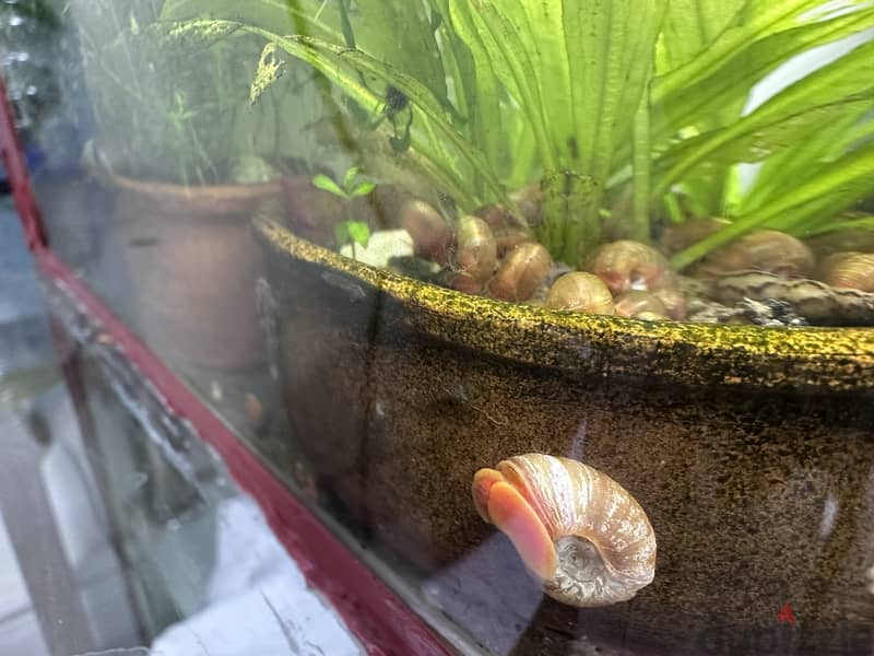 Aquarium Snail - Pink Ramshorn 1