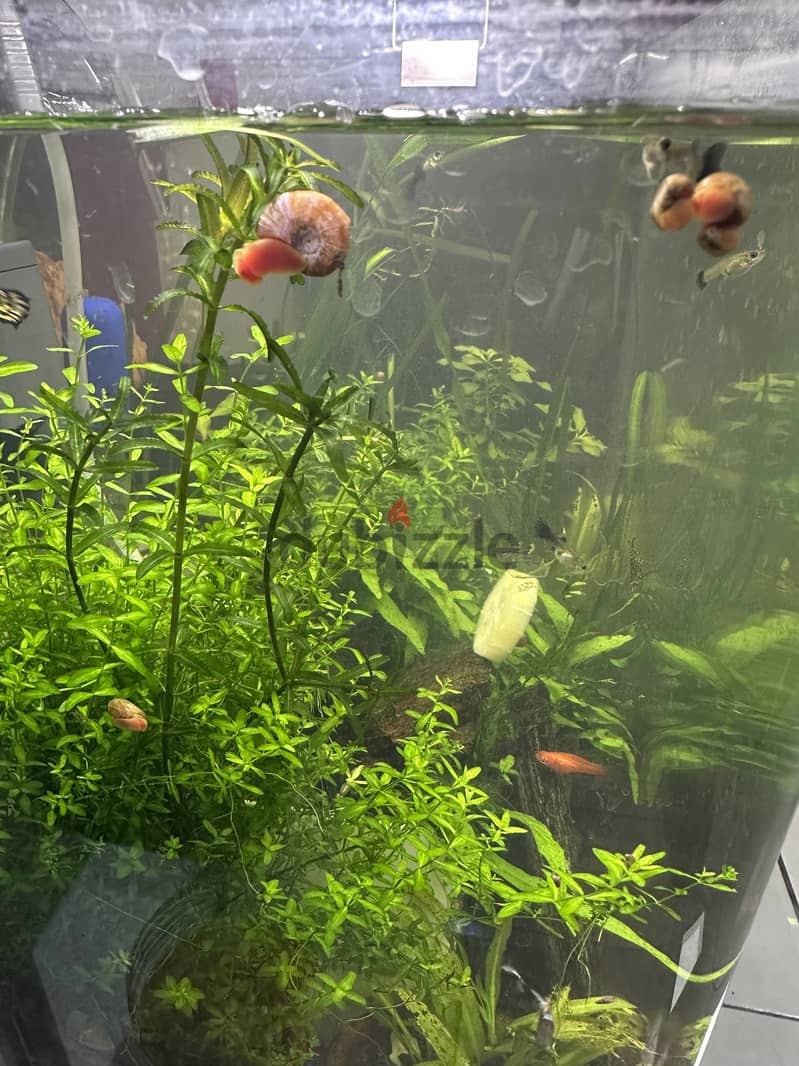 Aquarium Snail - Pink Ramshorn 2