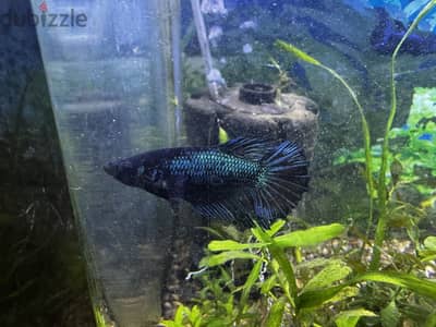 Female betas available