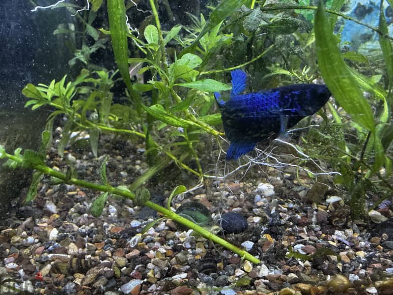 Female betas available 1