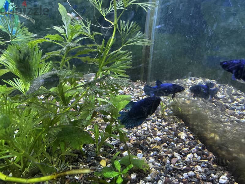 Female betas available 2