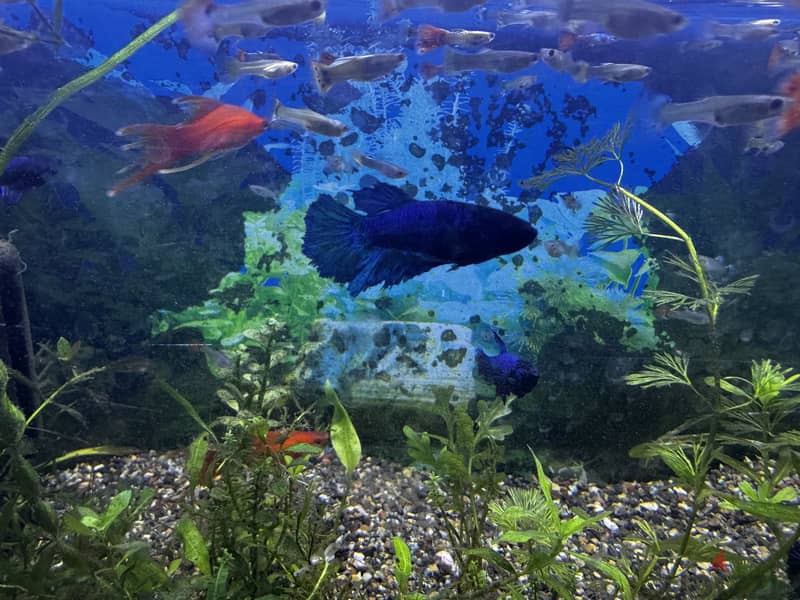 Female betas available 3