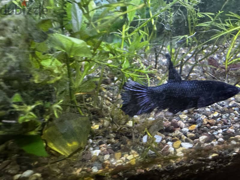 Female betas available 4