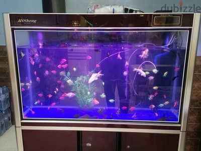big sige aquarium for sale