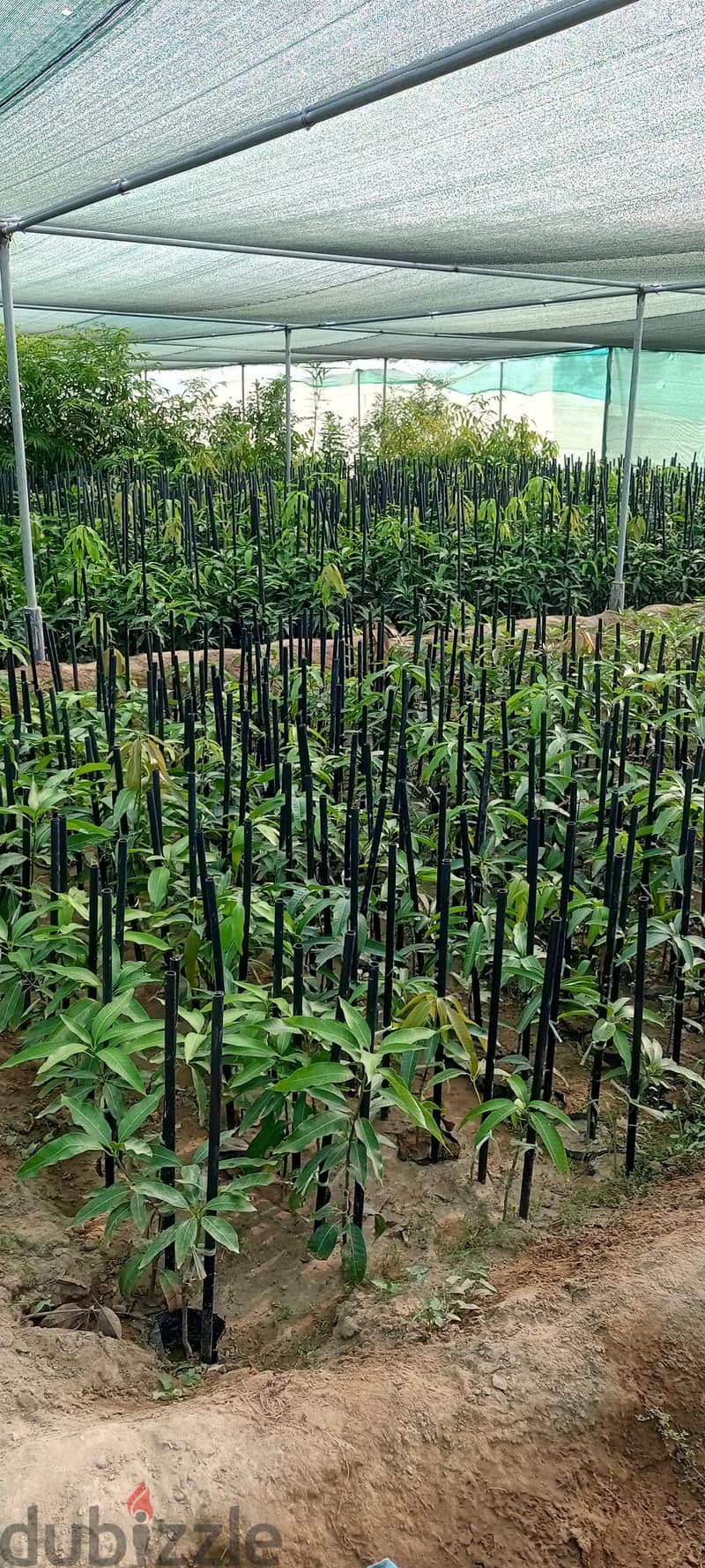 Garden care Muscat 1