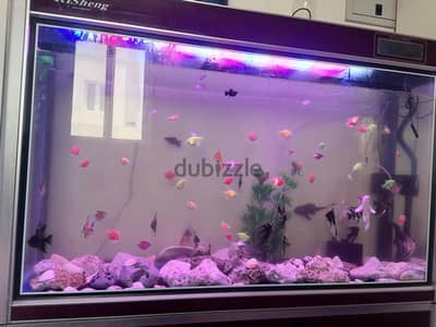 Tetra,molly,angle big and small,butterfly, carp for sale