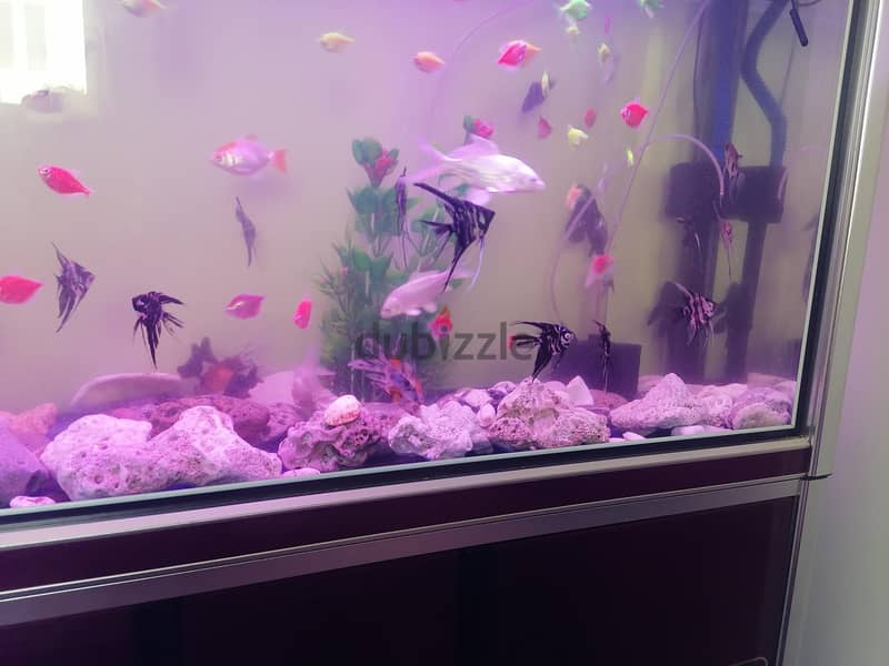 Tetra,molly,angle big and small,butterfly, carp for sale 1