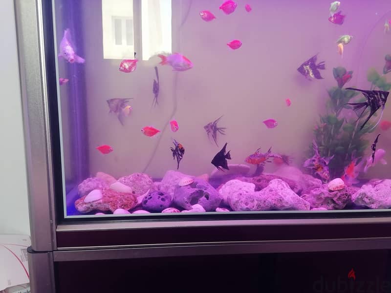 Tetra,molly,angle big and small,butterfly, carp for sale 2