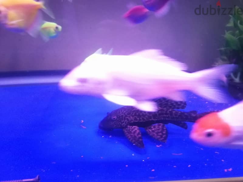Tetra,molly,angle big and small,butterfly, carp for sale 3