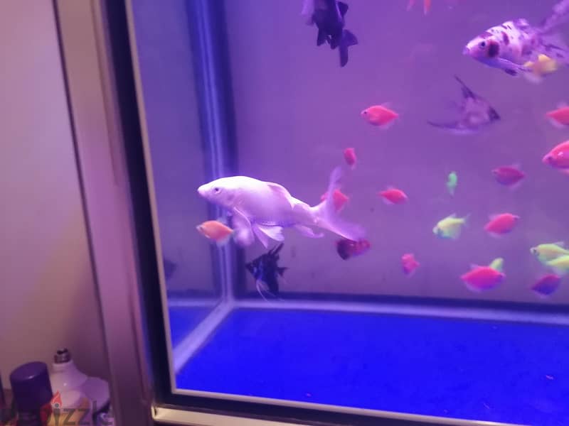 Tetra,molly,angle big and small,butterfly, carp for sale 4
