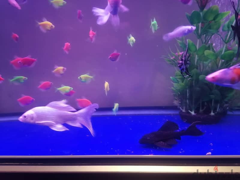 Tetra,molly,angle big and small,butterfly, carp for sale 5