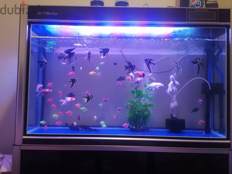 Tetra,molly,angle big and small,butterfly, carp for sale 6