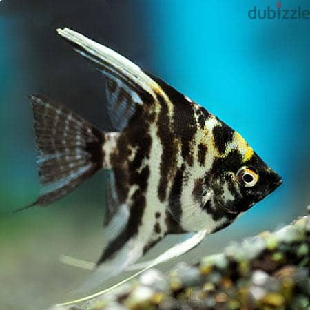 Tetra,molly,angle big and small,butterfly, carp for sale 7