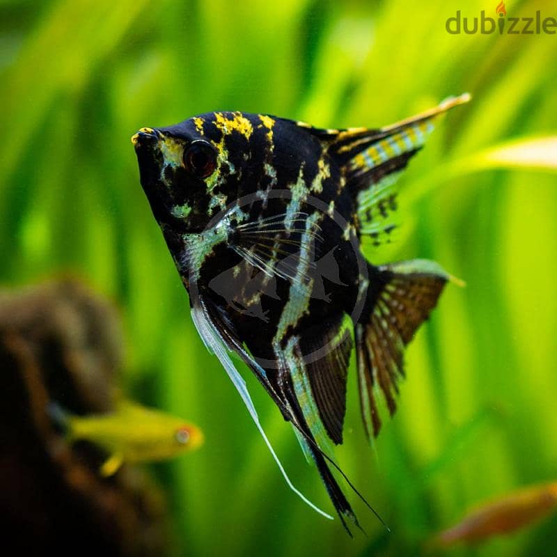 Tetra,molly,angle big and small,butterfly, carp for sale 8