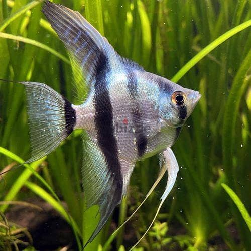 Tetra,molly,angle big and small,butterfly, carp for sale 9
