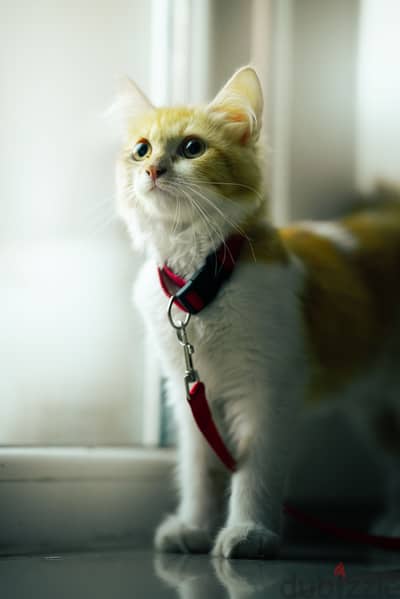 Persian cat long-haired