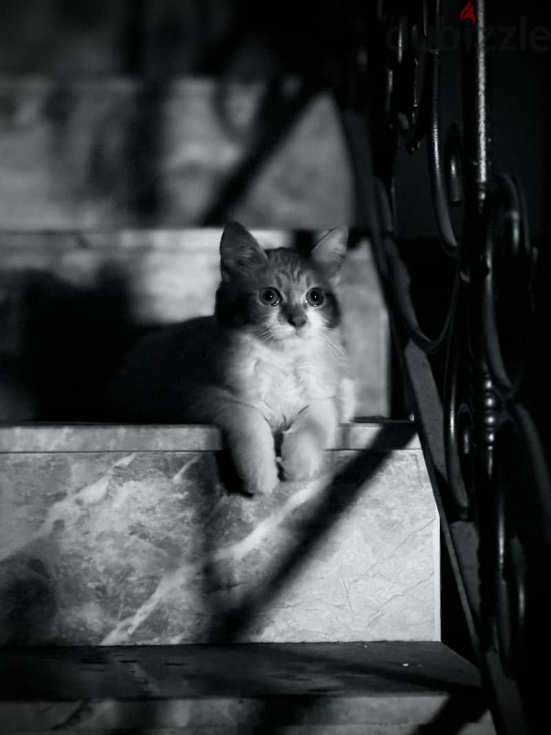 Persian cat long-haired 1