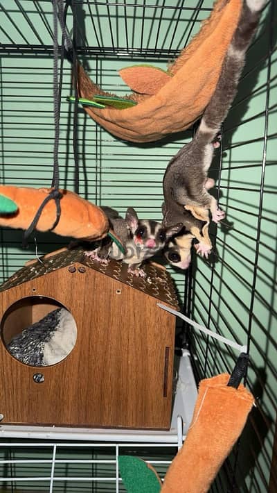 sugar glider
