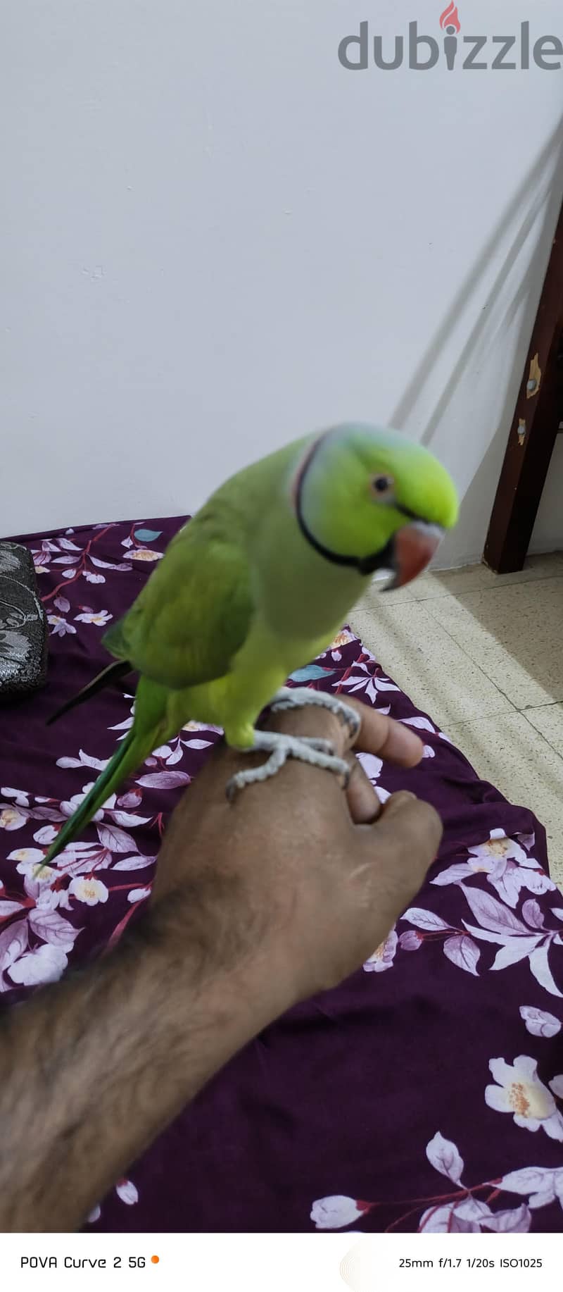 green parrot 1