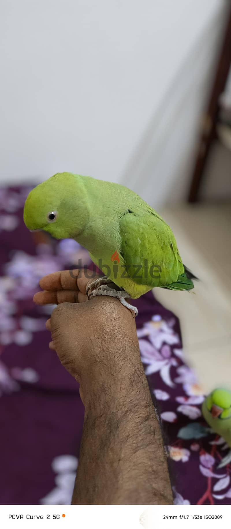 green parrot 2