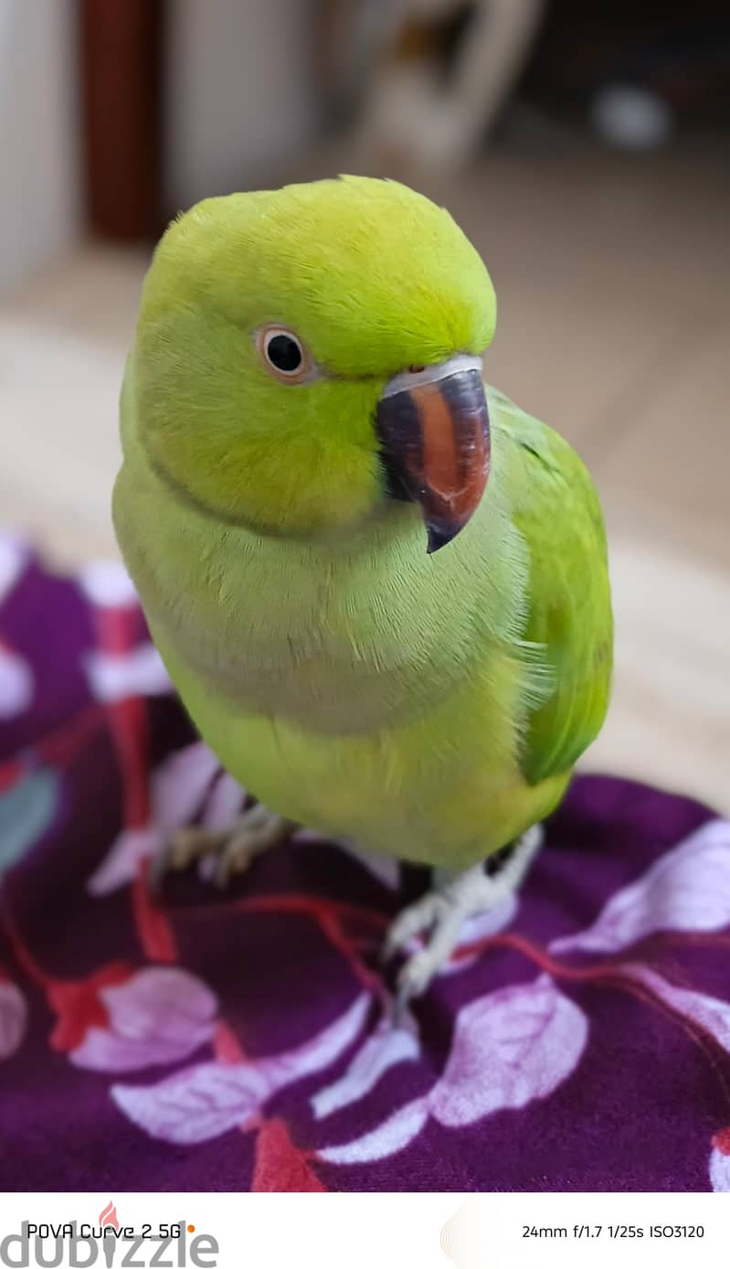 green parrot 3