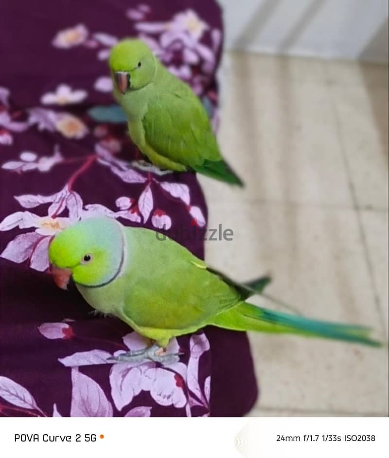 green parrot 4
