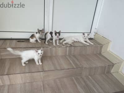 For sale mother and kids