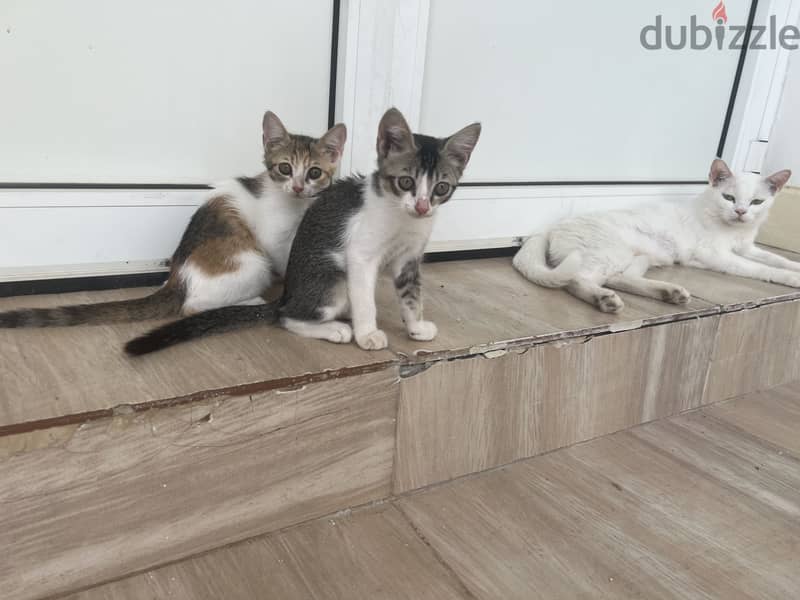 For sale mother and kids 1