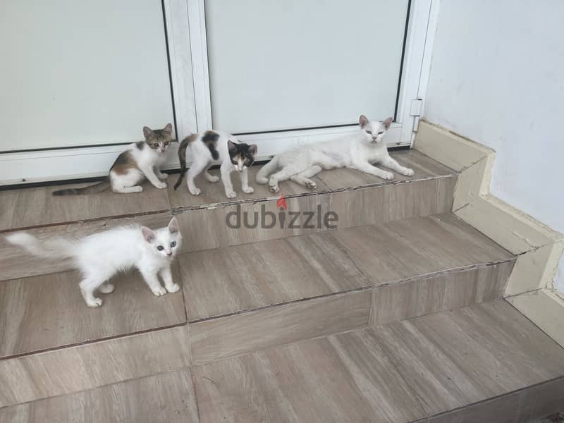 For sale mother and kids 2