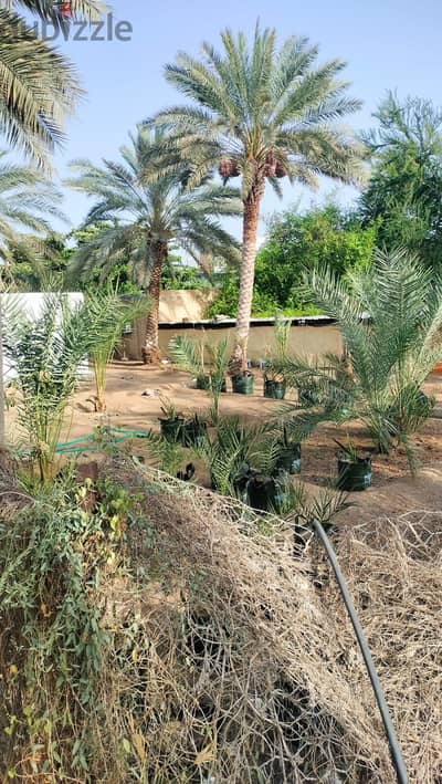 مزرعة بقرية الخوض