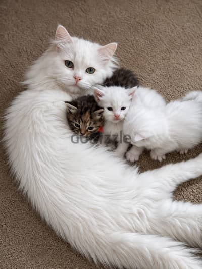 قطط صغيره kitty for sale