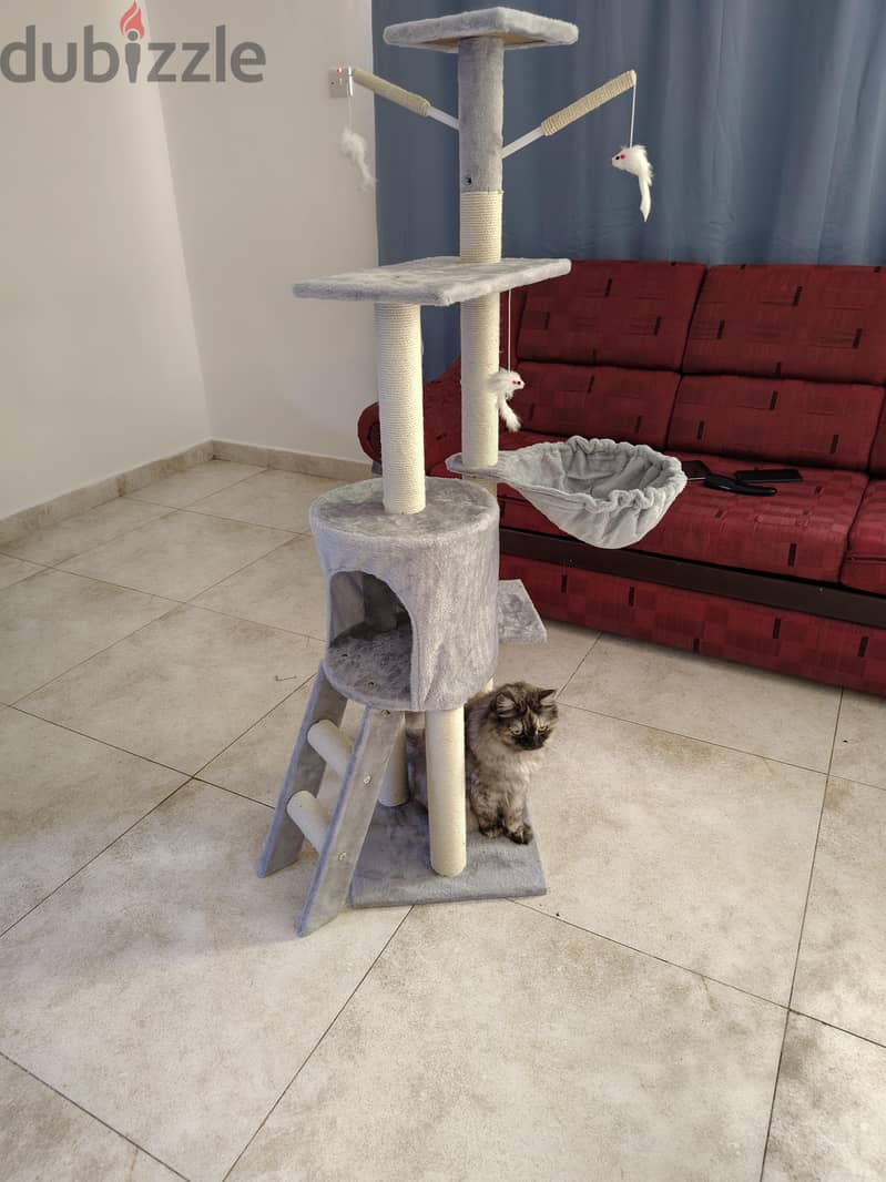 Cat play house 4