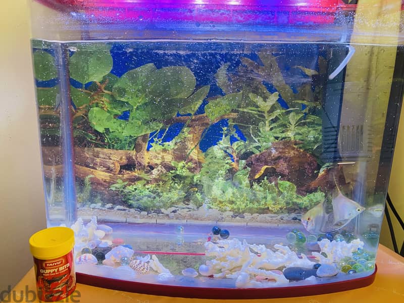 Big fish tank with fish for Sale 1